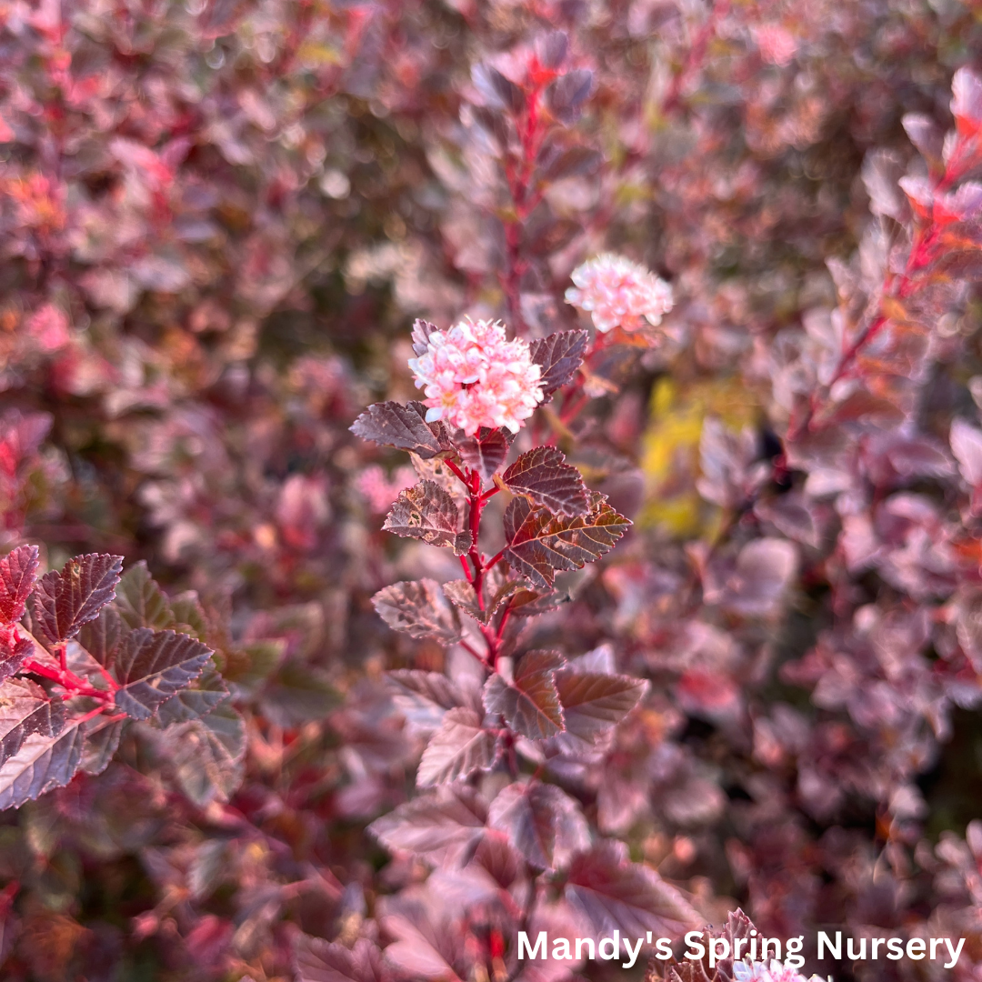 Spicy Devil® Ninebark | Physocarpus opulifolius