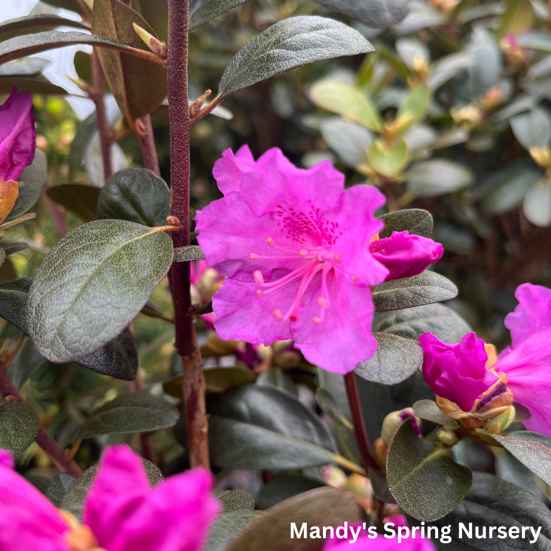 'PJM Elite' Rhododendron