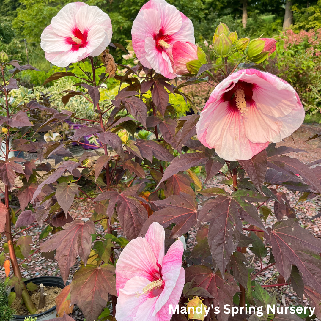 'Perfect Storm' Hibiscus | Rose Mallow