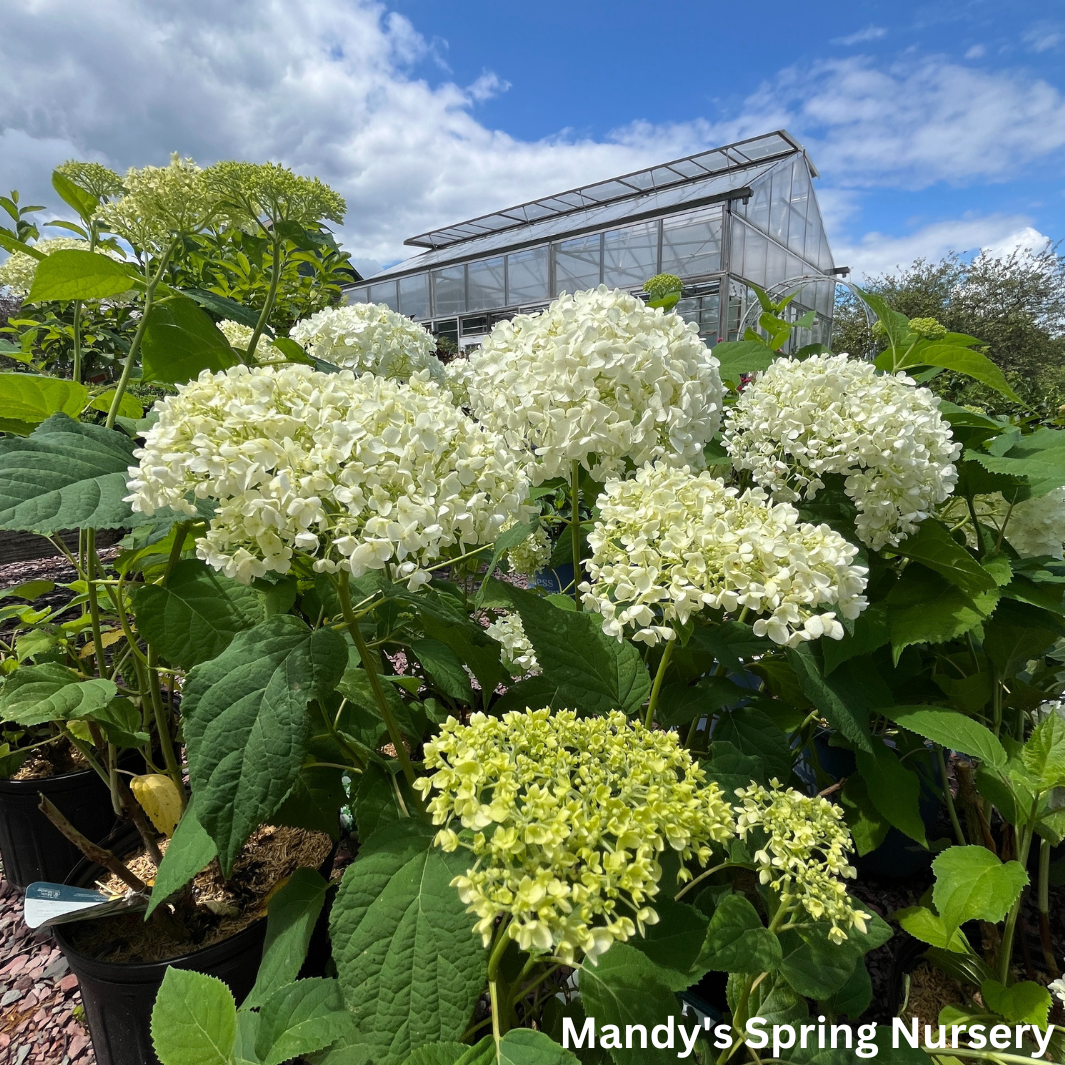 Annabelle Smooth Hydrangea | Hydrangea arborescens