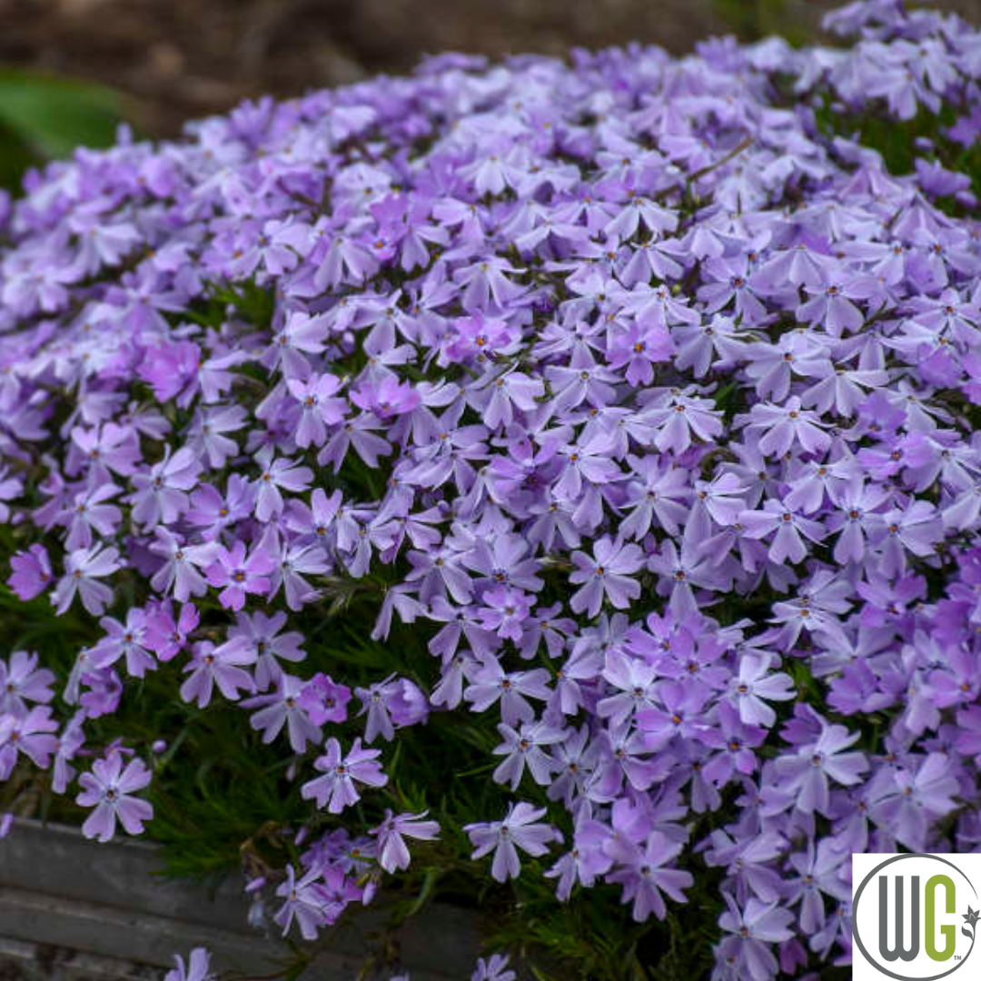 'Blue Emerald' Creeping Phlox | Phlox subulata