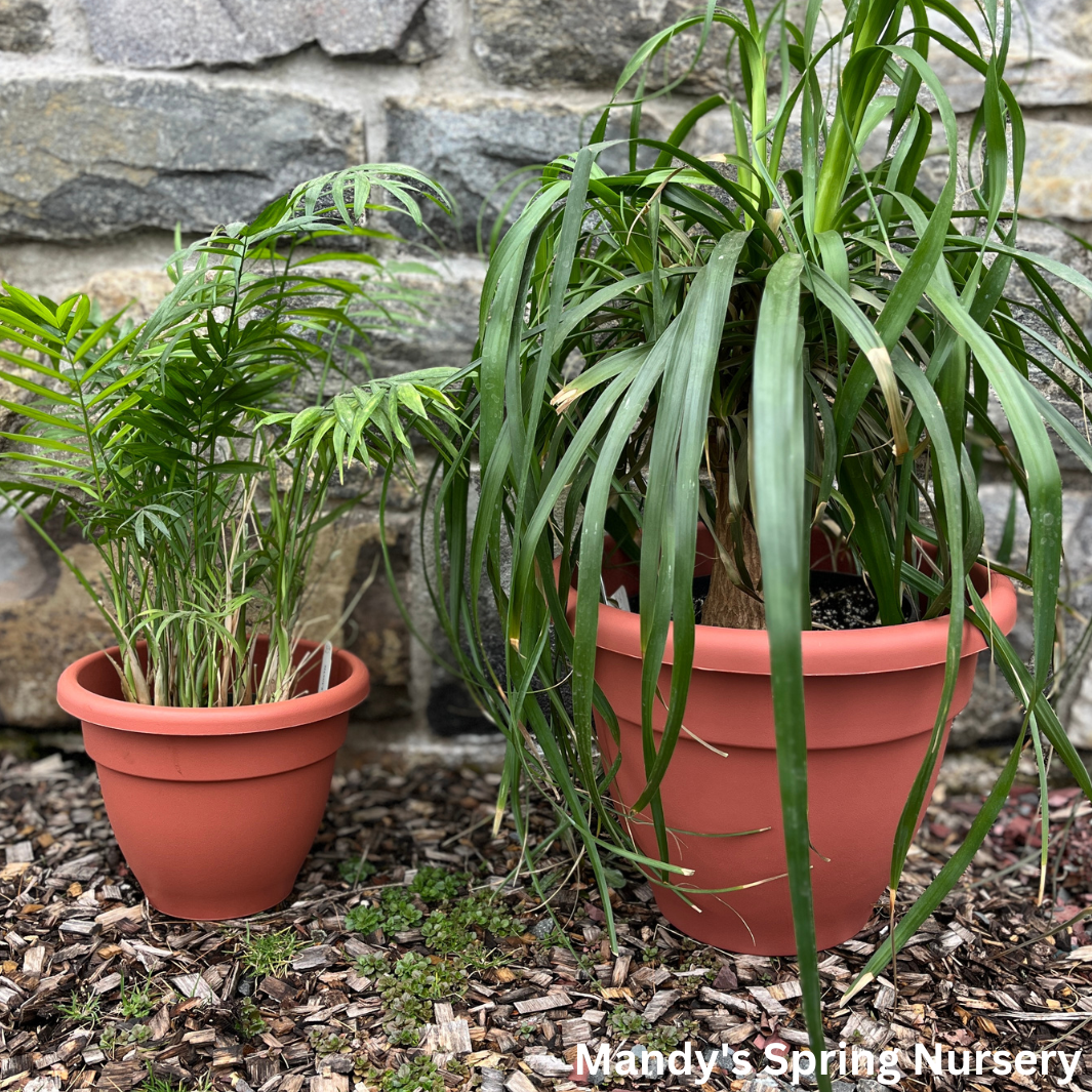 'Caribbean' Clay Pot