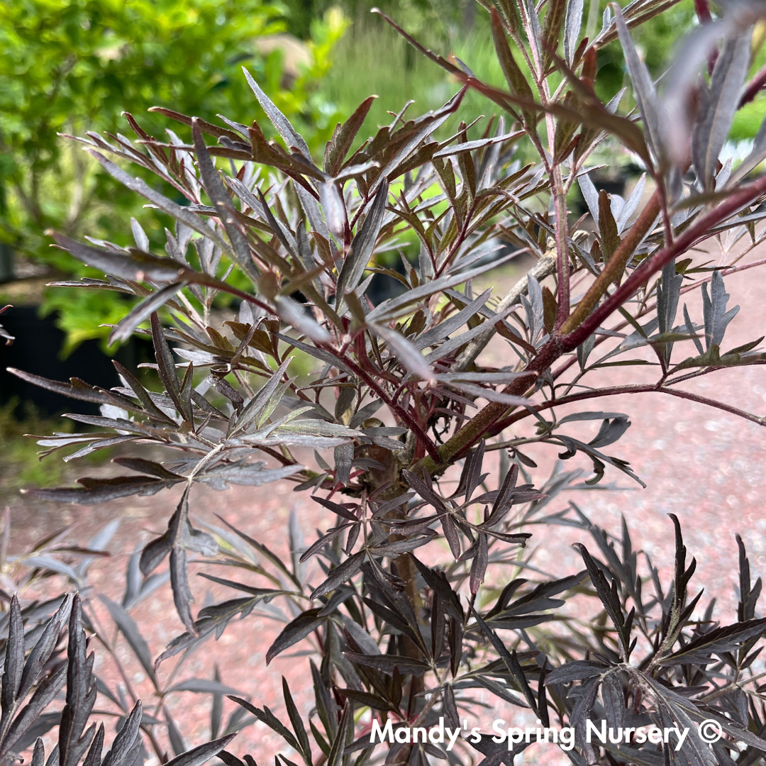 Black Lace Elderberry | Sambucus nigra