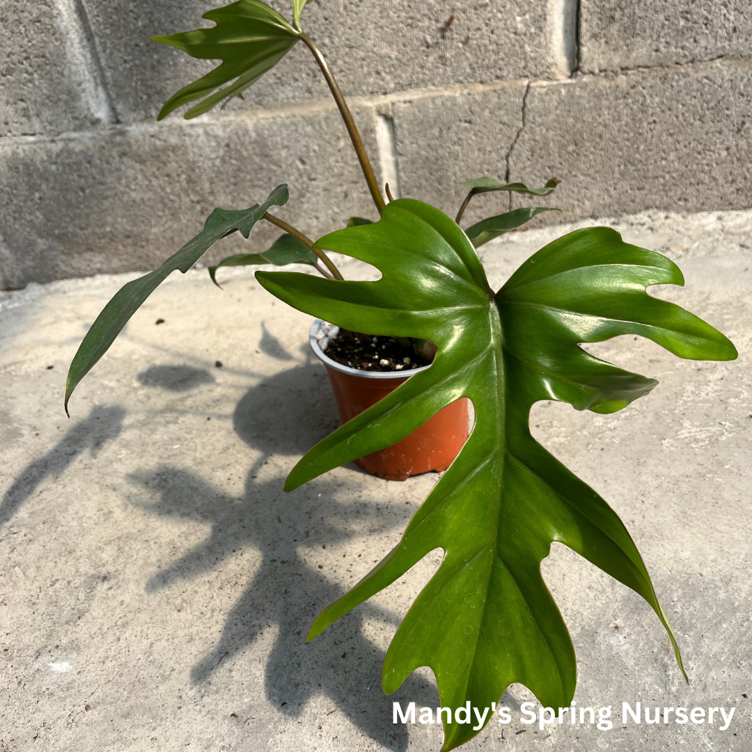 Philodendron 'Mayoi'