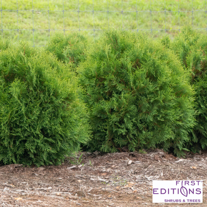 'Planet Earth' Arborvitae | Thuja occidentalis