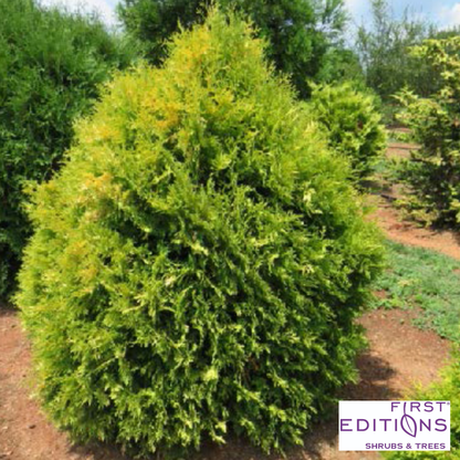 'Lemon Burst' Arborvitae | Thuja occidentalis