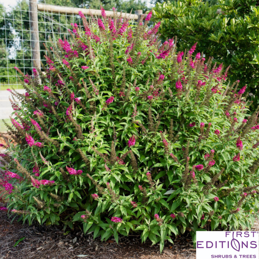 Funky Fuchsia Butterfly Bush | Buddleia davidii