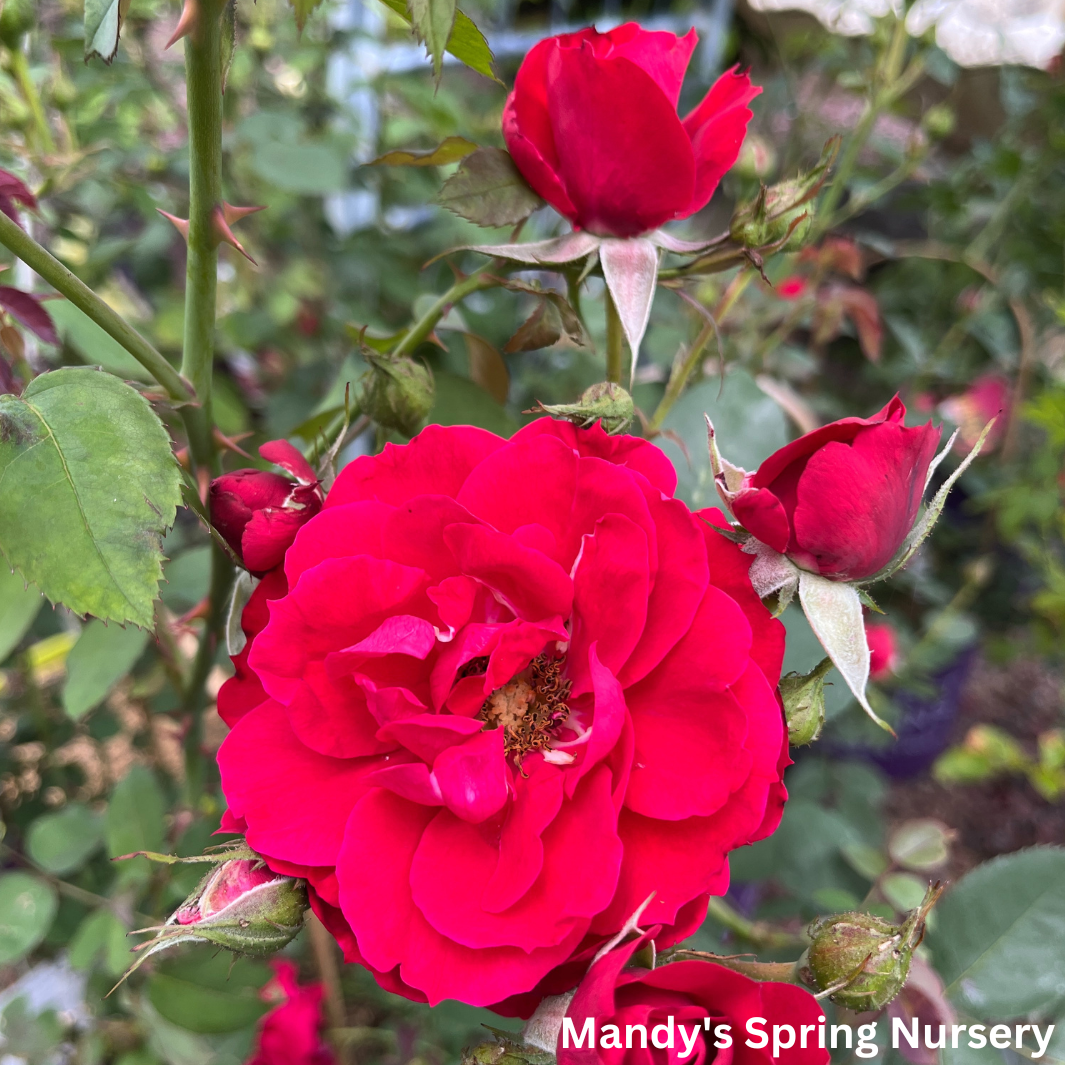 Ramblin' Red Rose Climbing Rose | Rosa