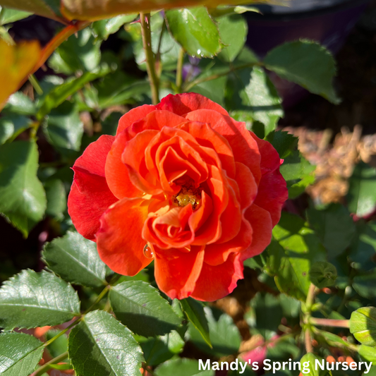 Coral Cove Easy Elegance Rose | Rosa