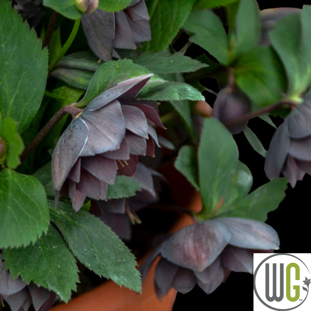 'Dashing Groomsmen' Lenten Rose | Hellebore