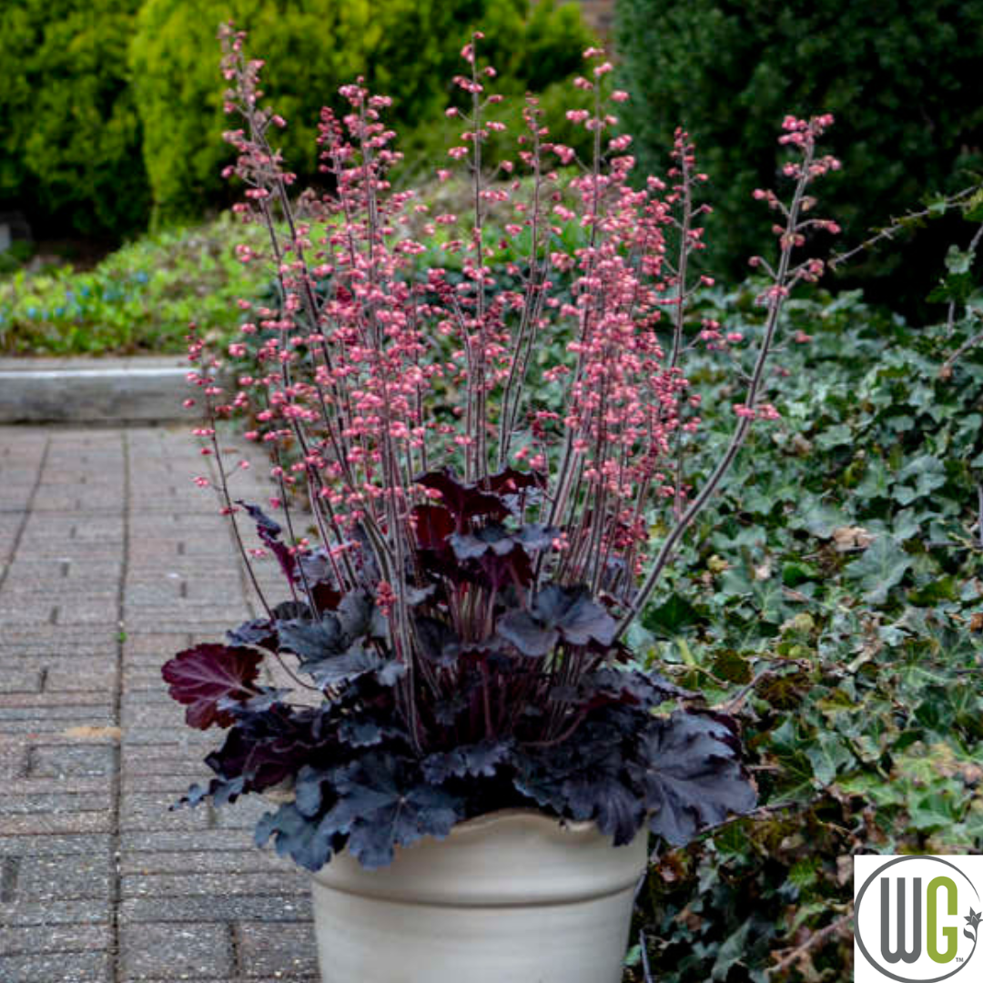 'Timeless Night' Coral Bells | Heuchera