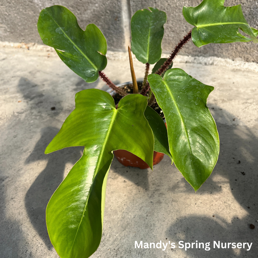 Philodendron squamiferum