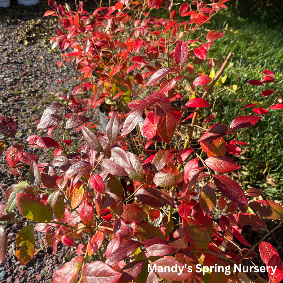 Northland Blueberry | Vaccinium 'Northland'