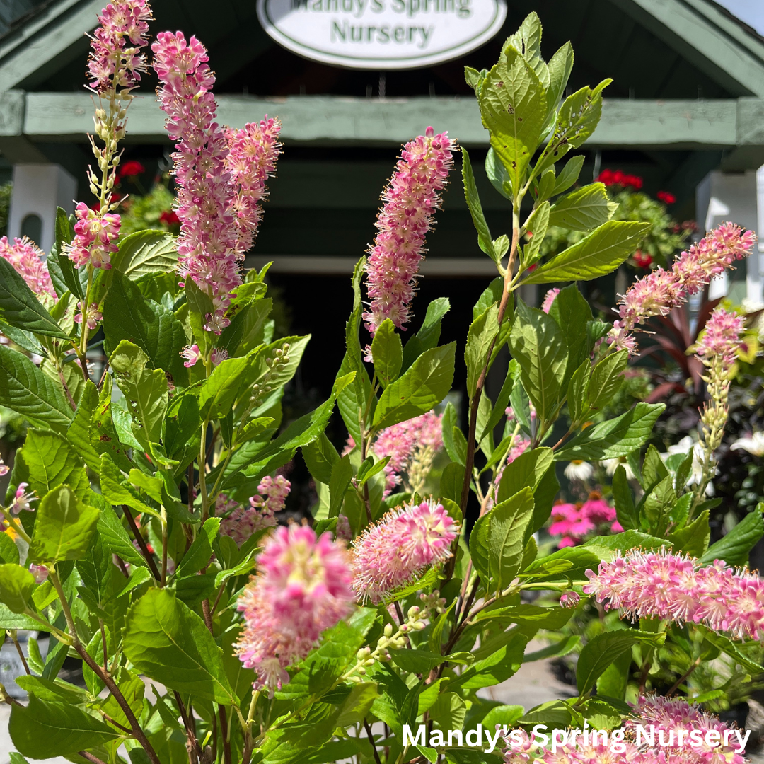 Ruby Spice Summersweet | Clethra alnifolia