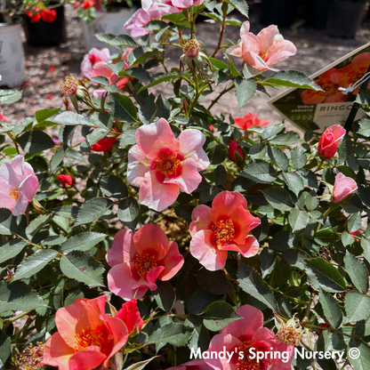 'Ringo All Star' Rose | Rosa