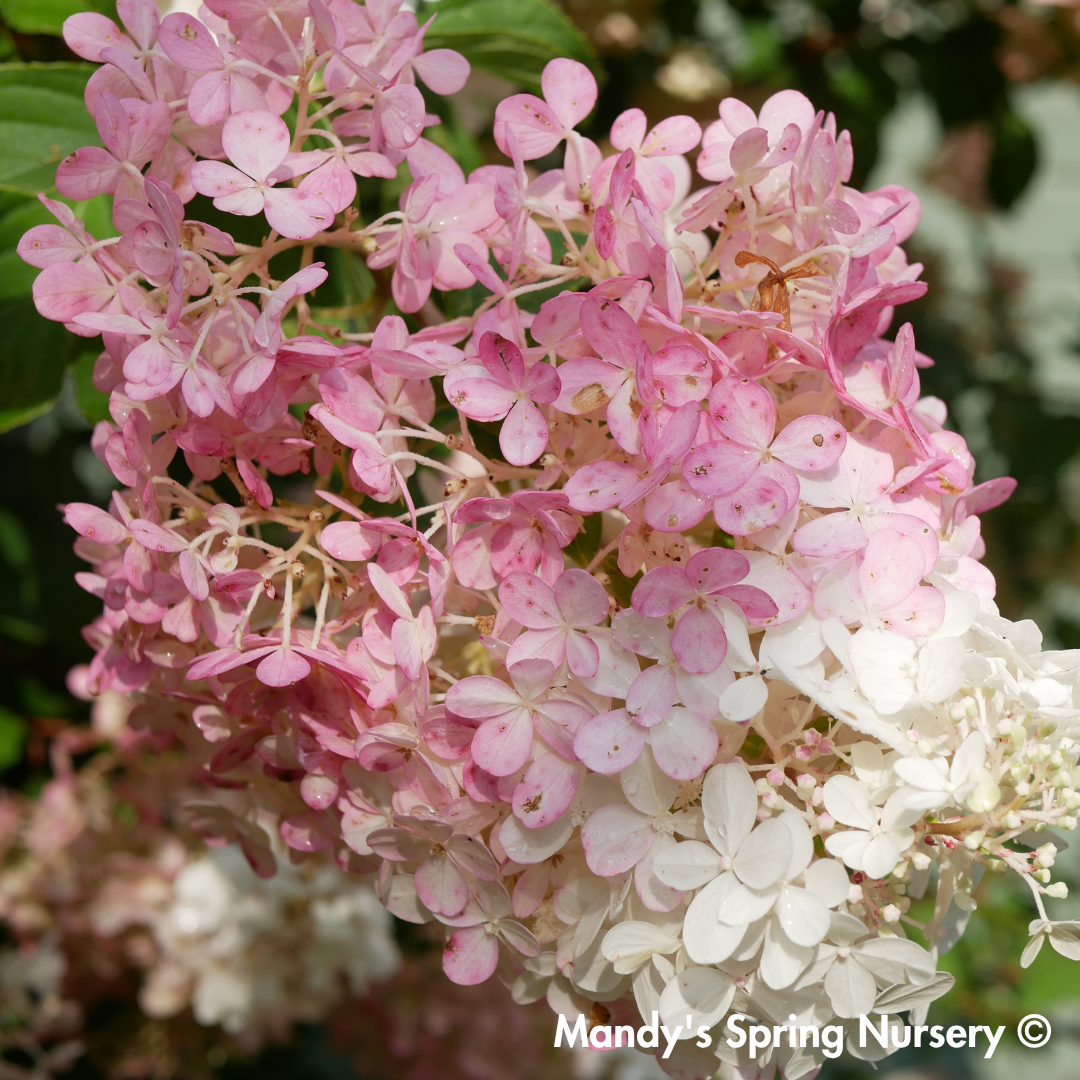 Vanilla Strawberry Hydrangea | Hydrangea paniculata