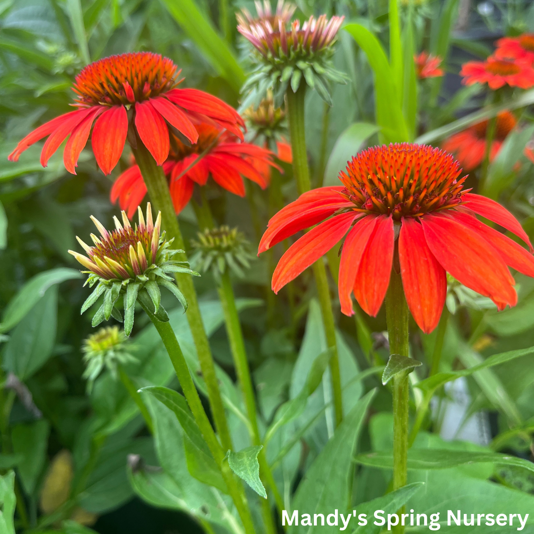 'Sombrero® Fiesta Orange' Coneflower | Echinacea