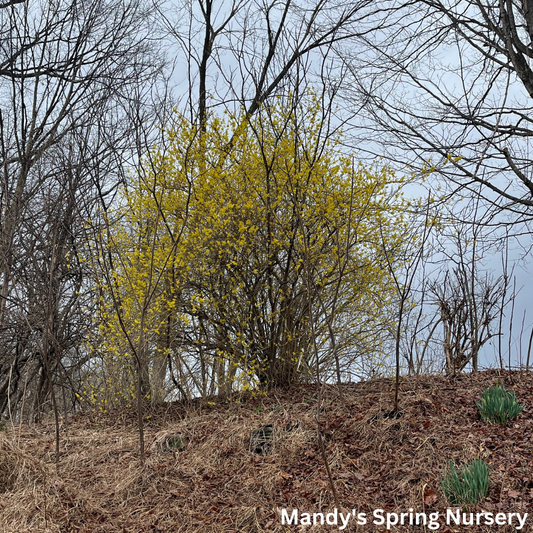 Spring Fling Forsythia | Forsythia