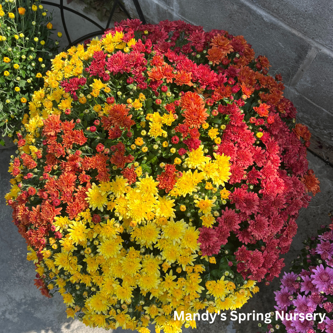 Assorted Fall Mums & Kale