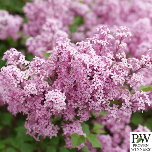 Bloomerang Purpink® Reblooming Lilac | Syringa x pubescens