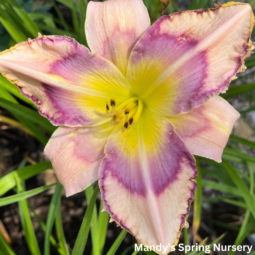 Handwriting On The Wall Reblooming Daylily | Hemerocallis