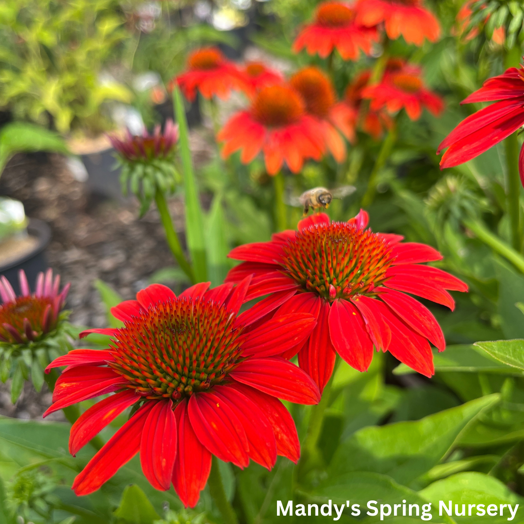 'Sombrero® Fiesta Orange' Coneflower | Echinacea