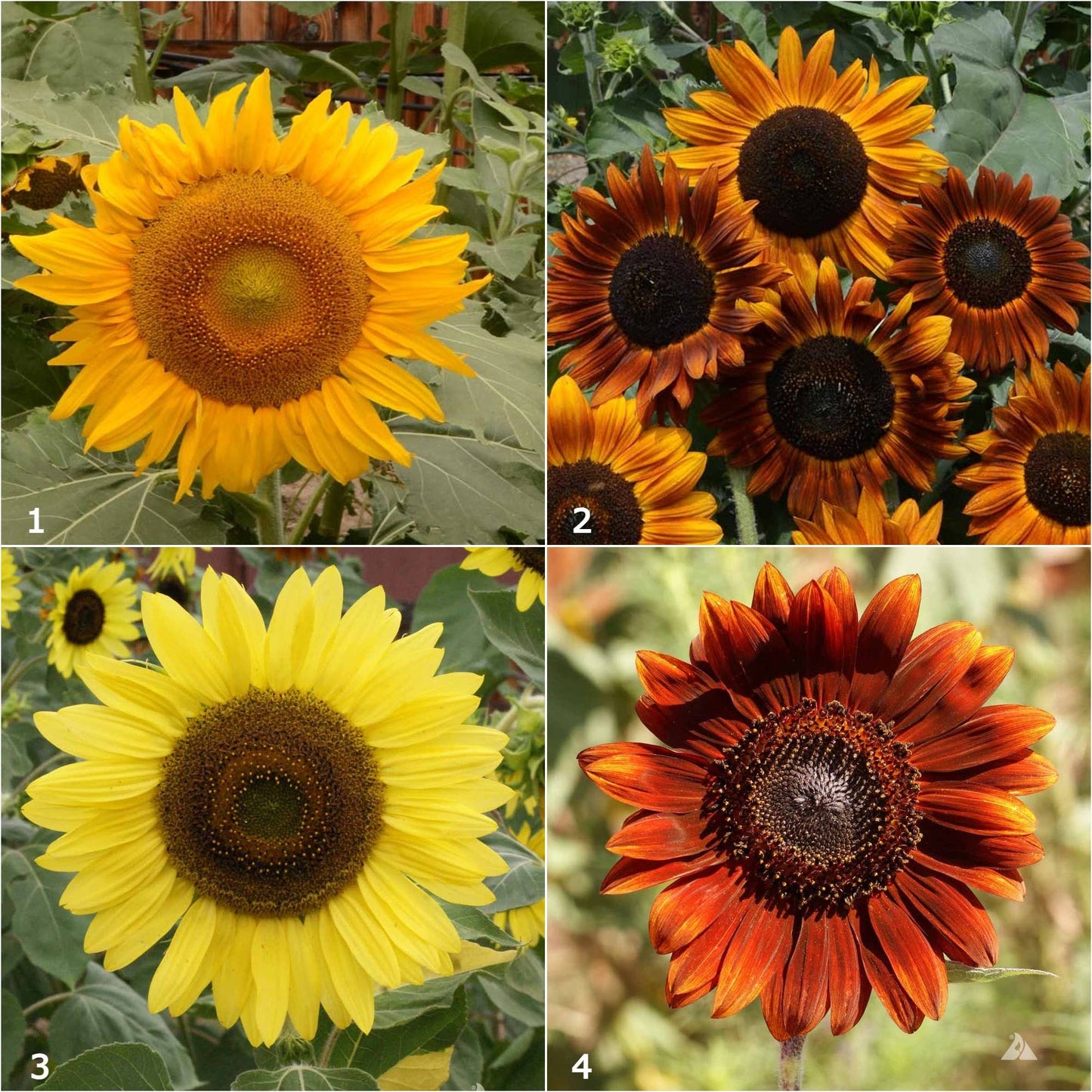 Scatter Garden | Van Gogh Sunflowers | Fall | Best Seller