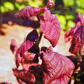 Red Dragon European Hazelnut | Corylus avellana contorta