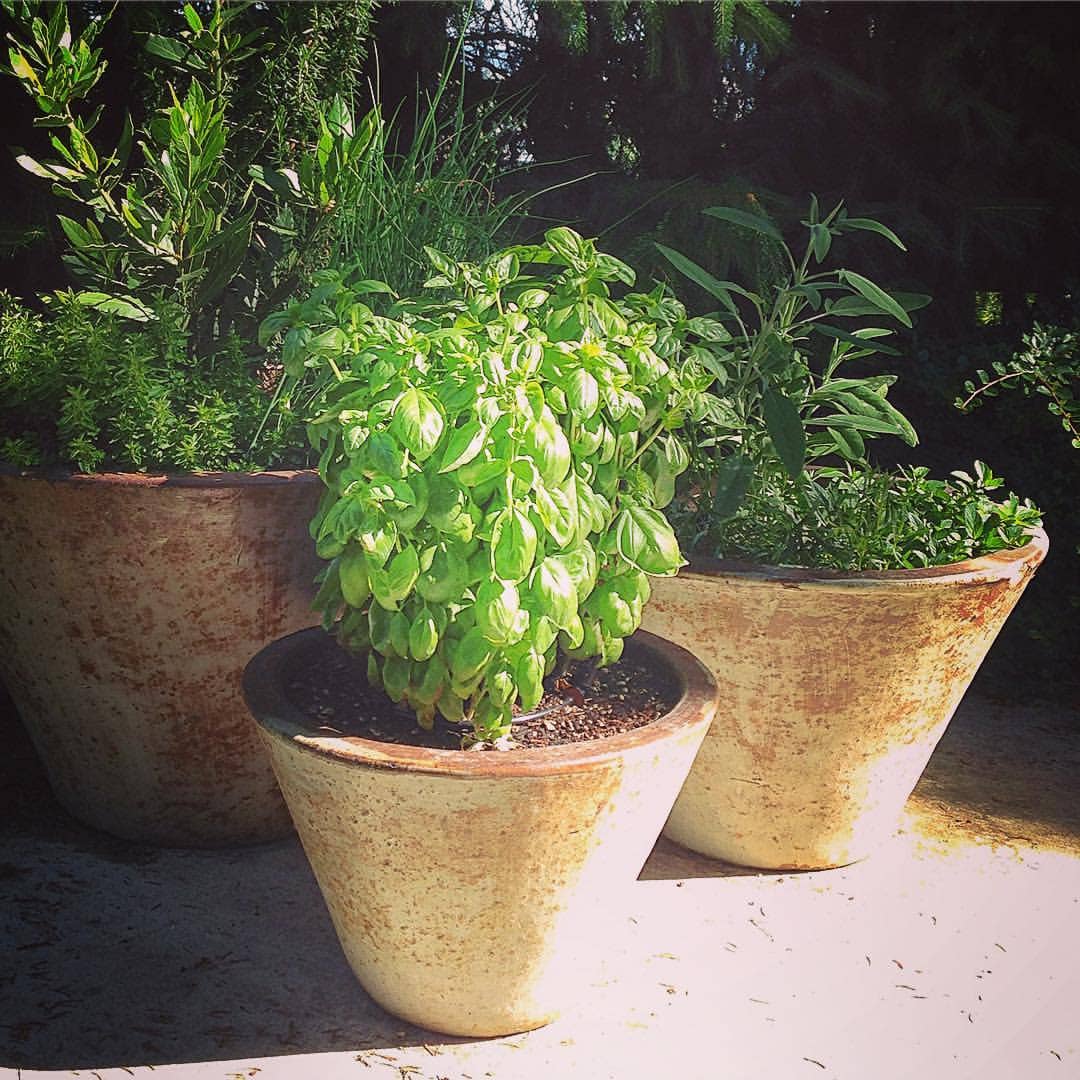 Growing Wishes Herb | Cheer | Holiday Gift for Gardeners