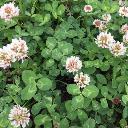 Garden Sprinkles - Good Luck Clover