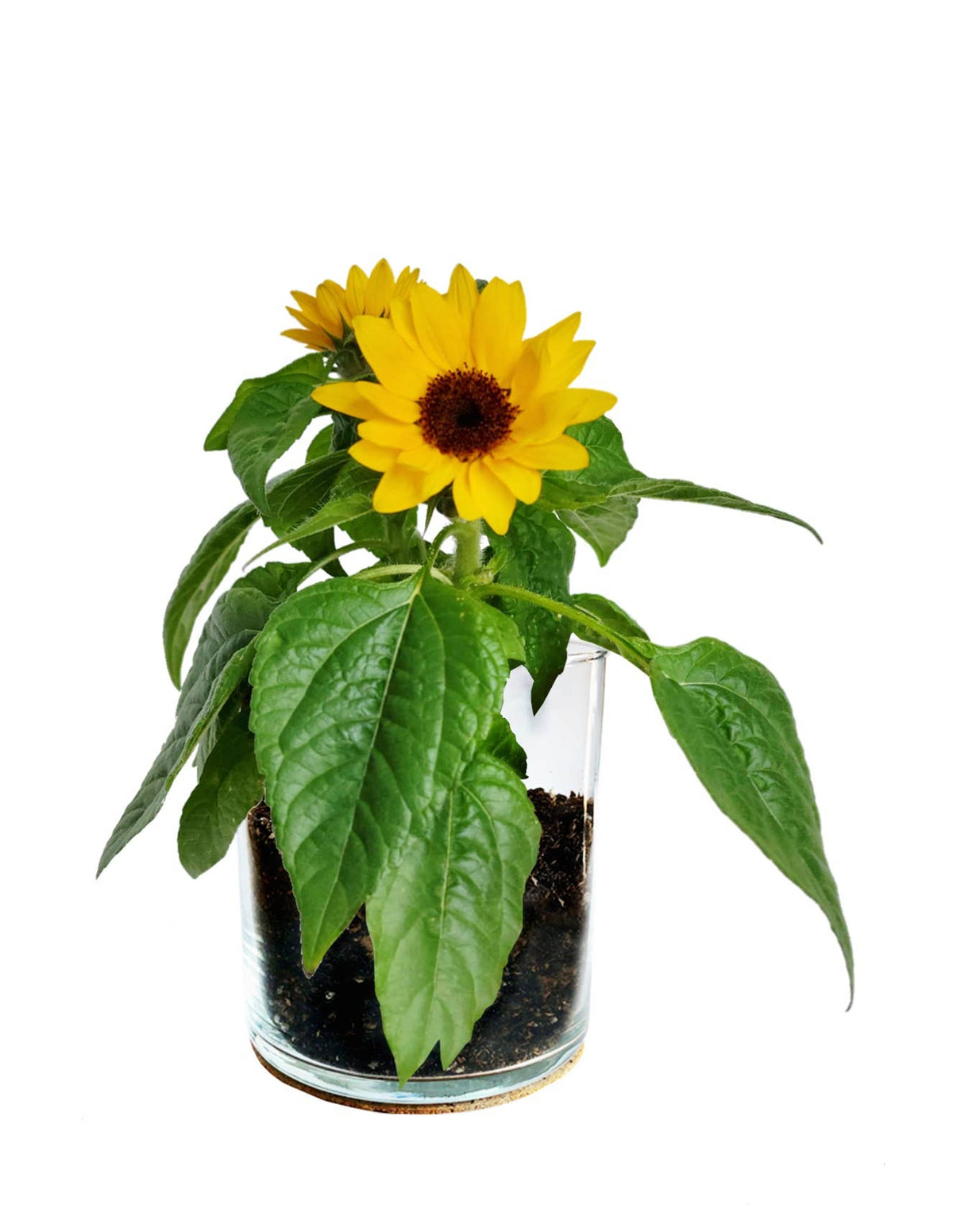 Essential Thank You Sunflower Garden | Just Because Gift