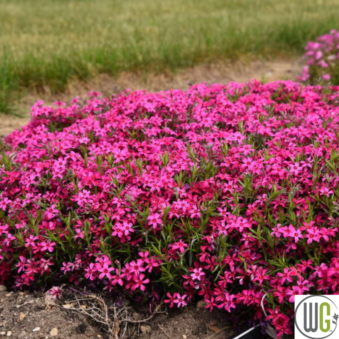 'Red Wing' Creeping Phlox | Phlox subulata