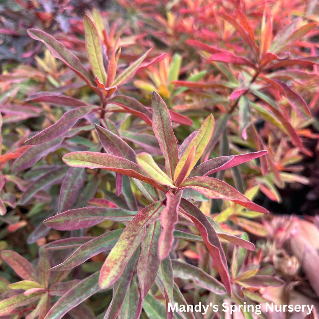 'Bonfire' Cushion Spurge | Euphorbia polychroma 'Bonfire'