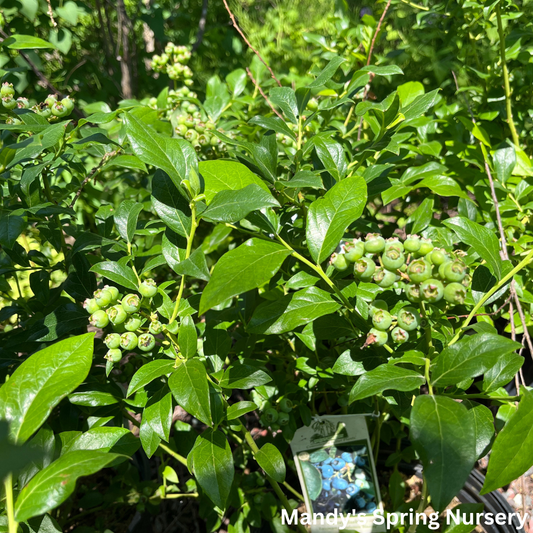 Blueray Blueberry | Vaccinium corymbosum