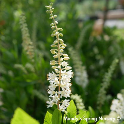Hummingbird Summersweet | Clethra alnifolia