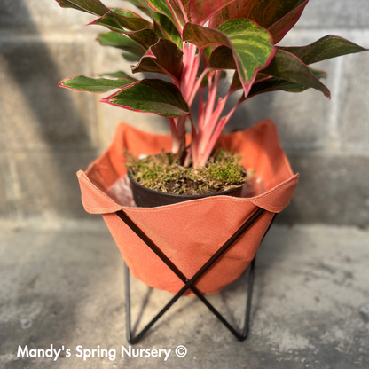 Butterfly Sling Planter