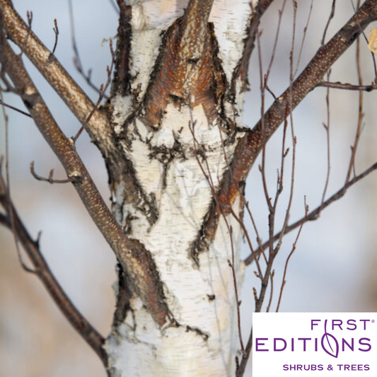 First Editions® Parkland Pillar® Birch | Betula platyphylla 'Jefpark'