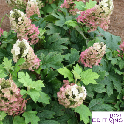 Jetstream Oakleaf Hydrangea | Hydrangea quercifolia