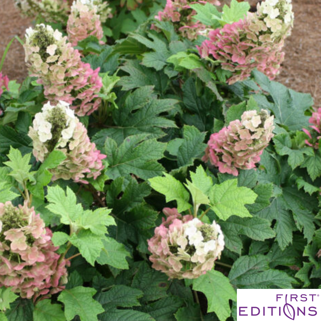 'Jetstream' Oakleaf Hydrangea | Hydrangea quercifolia