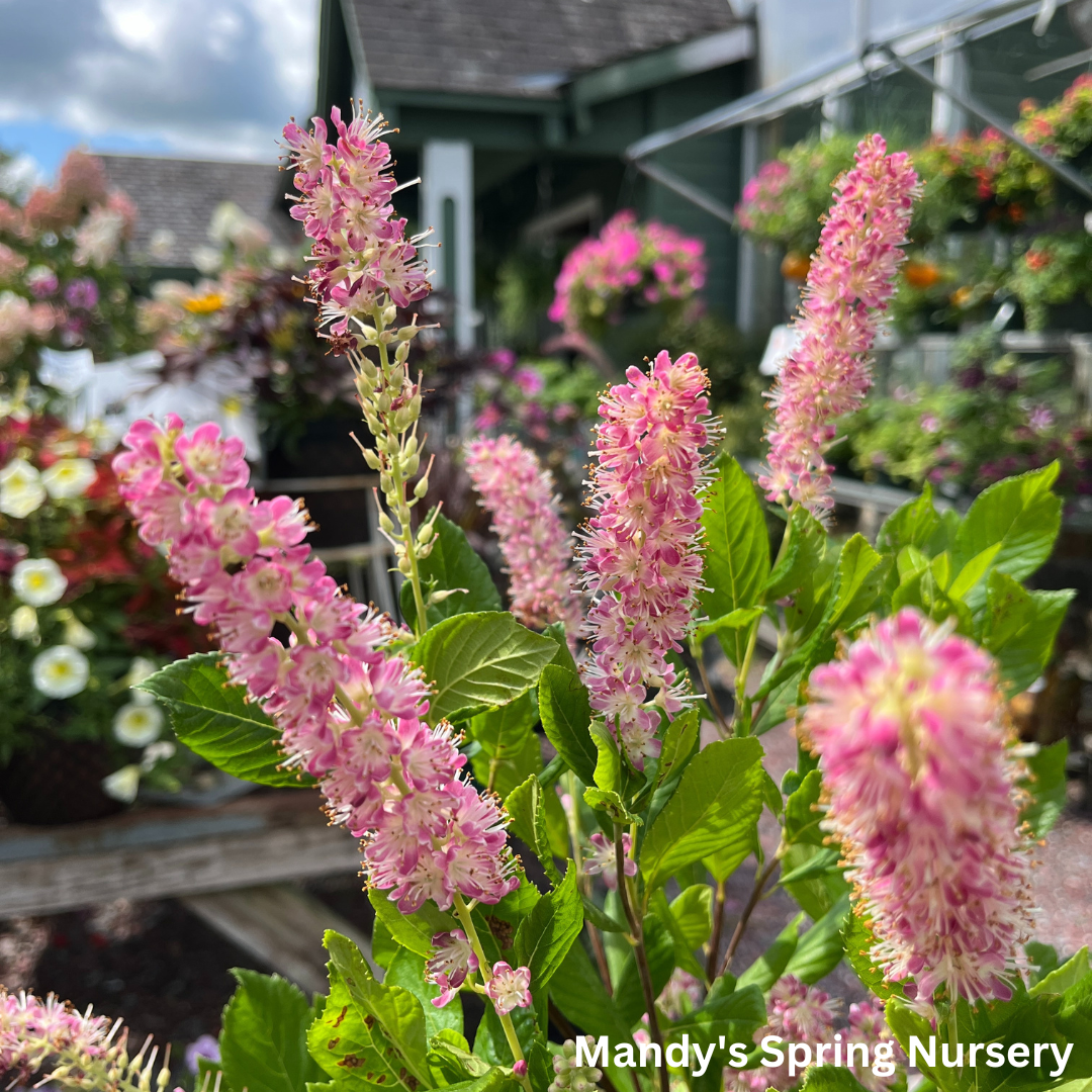 Ruby Spice Summersweet | Clethra alnifolia