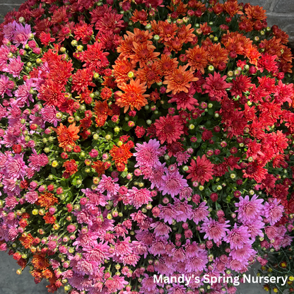 Mums & Kale Fall Assorted