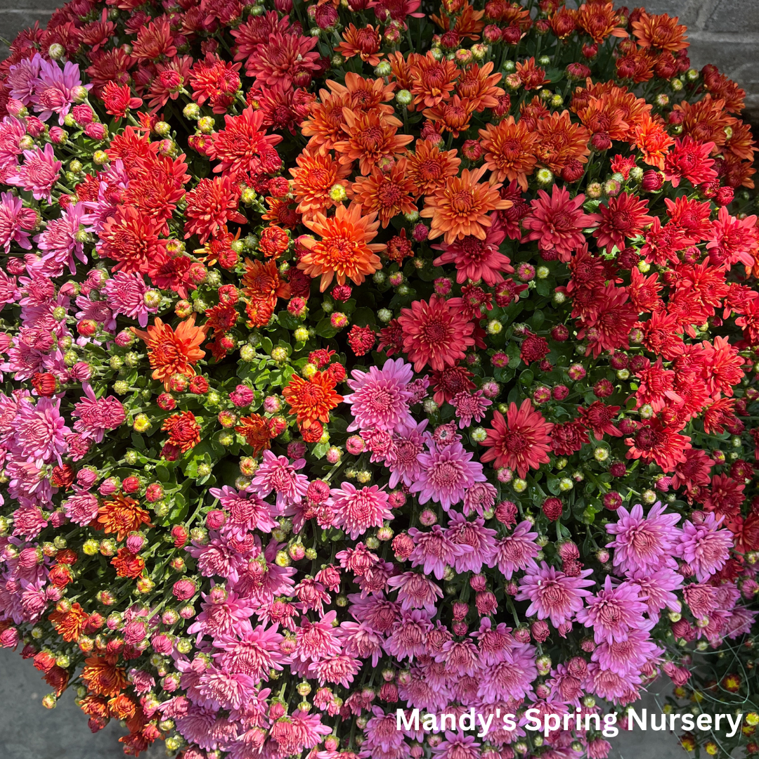 Assorted Fall Mums & Kale