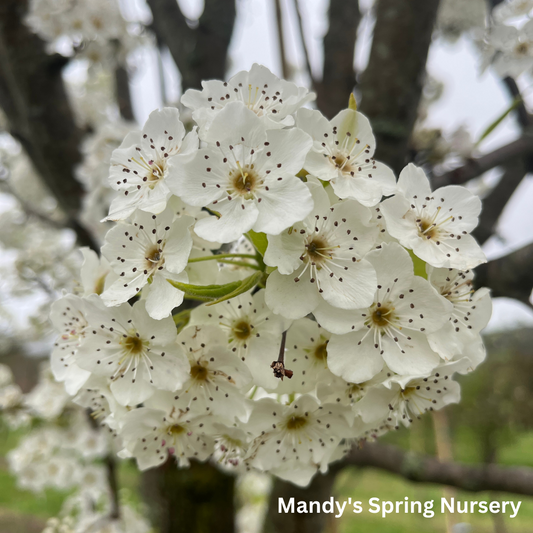 Aristocrat Pear | Pyrus calleryana 'Aristocrat'