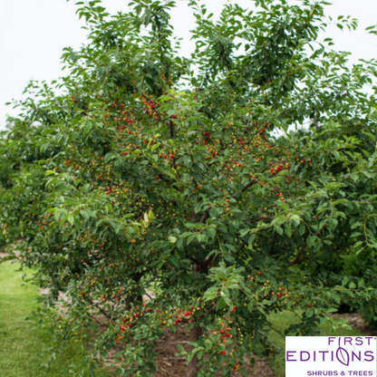 Sweet Cherry Pie Cherry Tree | Prunus cerasus 'Eubank'