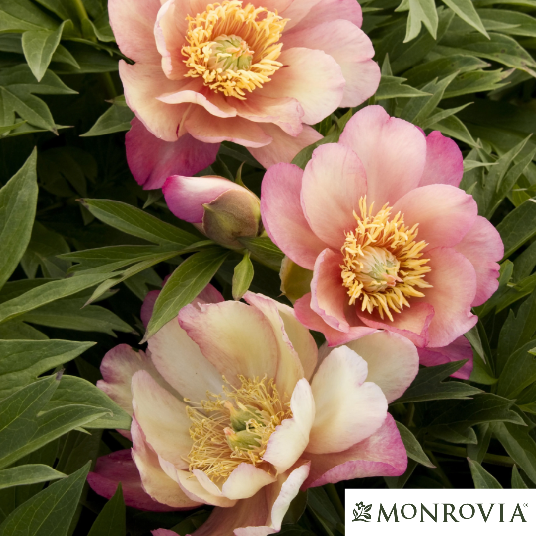 Julia Rose Itoh Peony | Paeonia