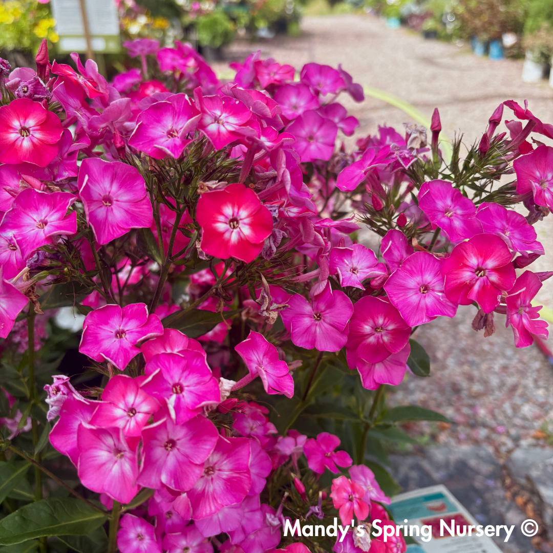 'Volcano Pink with White Eyes' Garden Phlox | Phlox paniculata