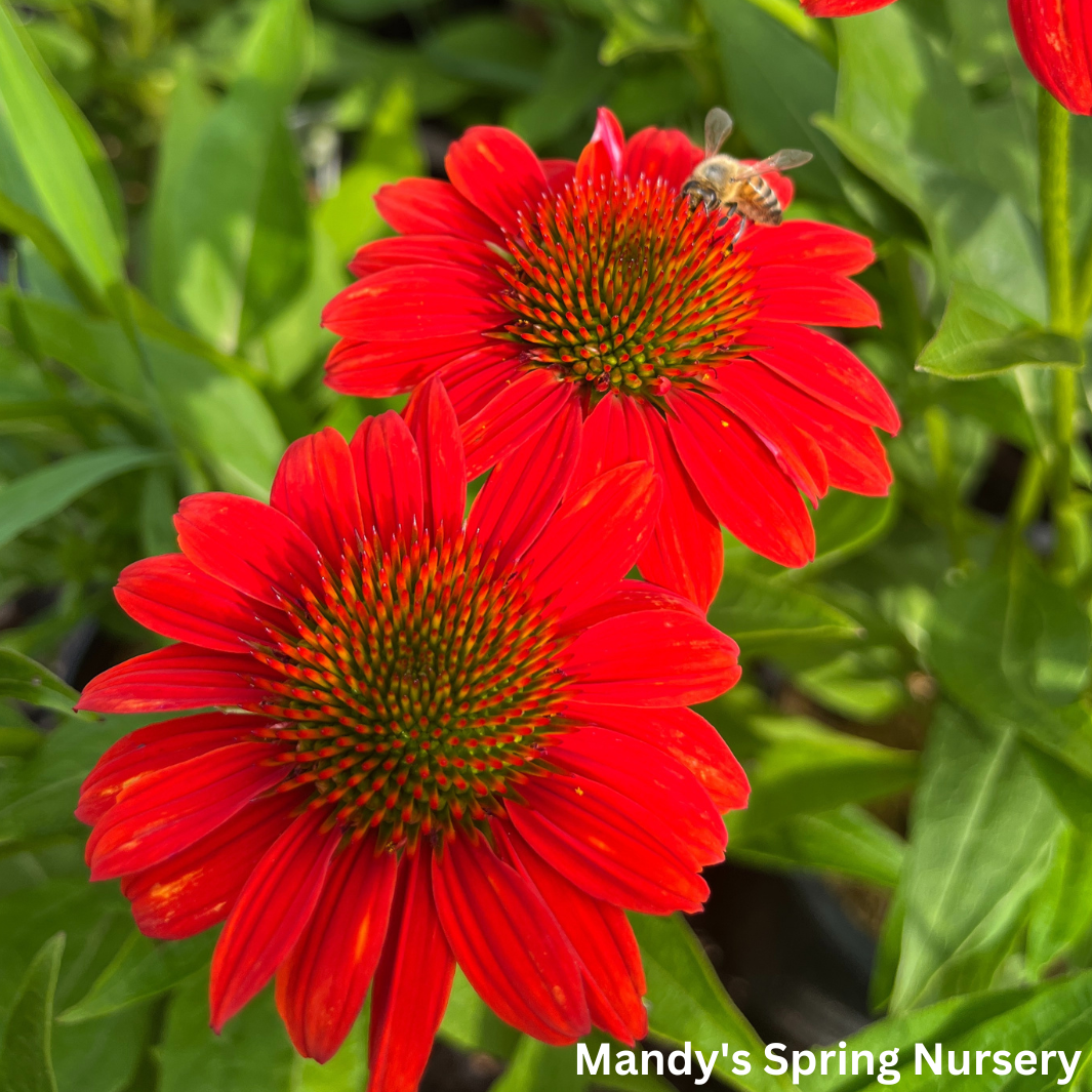 'Sombrero® Fiesta Orange' Coneflower | Echinacea