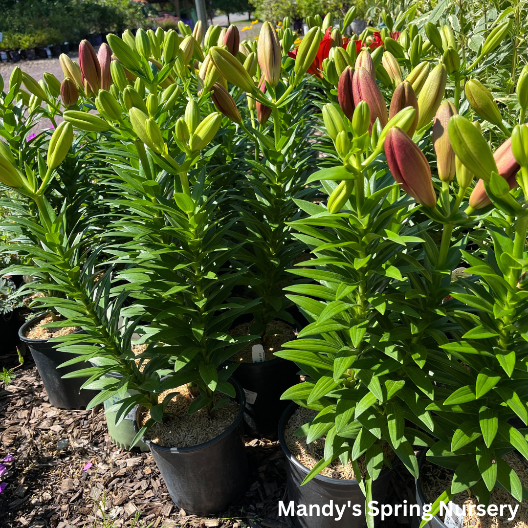 Summer Scarlet®' LA Hybrid Asiatic Lily | longiflorum x asiatic