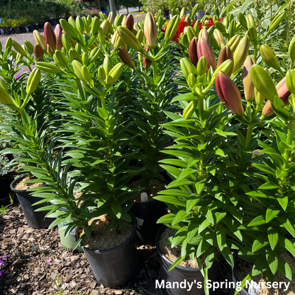 Summer Scarlet®' LA Hybrid Asiatic Lily | longiflorum x asiatic