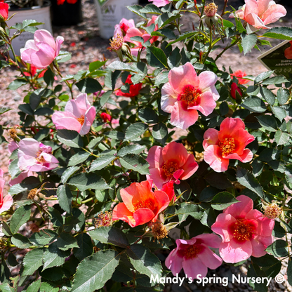 'Ringo All Star' Rose | Rosa